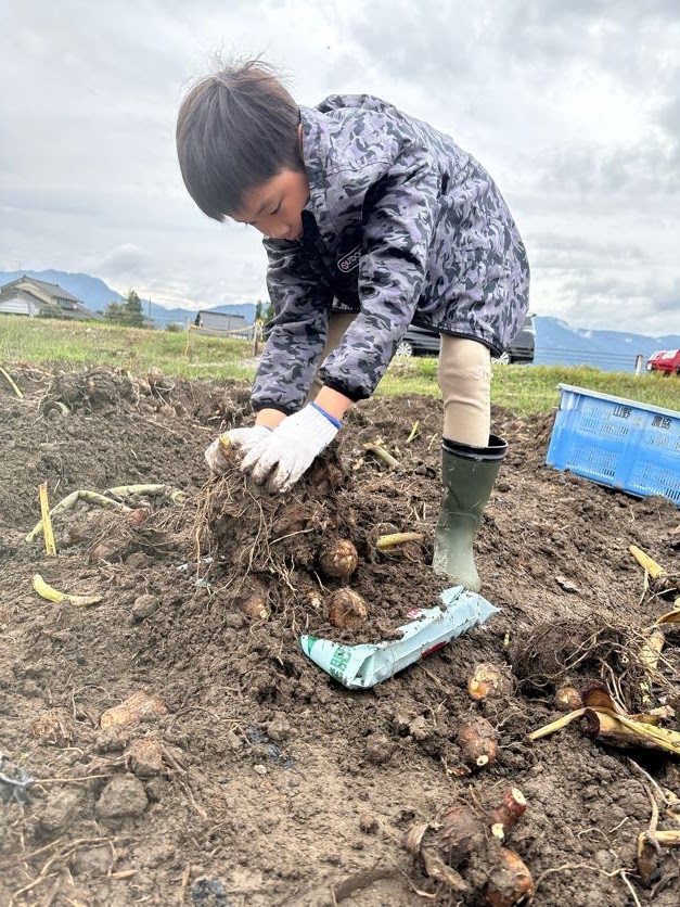 地域の名産「里芋」の収穫体験をさせていただきました